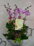 Orchid Phalaenopsis Gift Set - CODE 11980